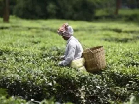 tea: Tea Mosquito Bug Crisis: Planters Association urges immediate government intervention