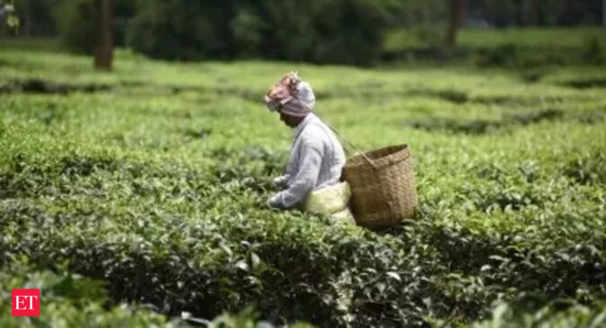 tea: Tea Mosquito Bug Crisis: Planters Association urges immediate government intervention