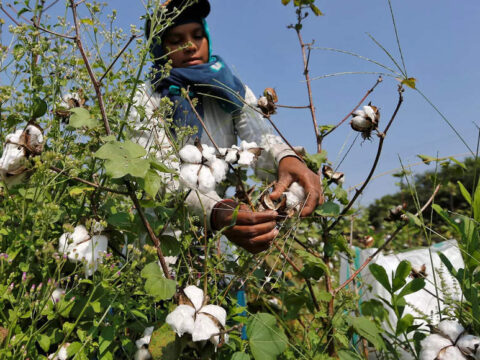 india: India's cotton output could fall to 14-year low: Cotton Association of India