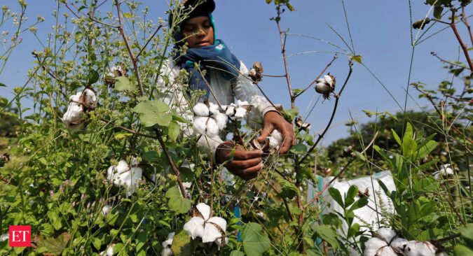 india: India's cotton output could fall to 14-year low: Cotton Association of India