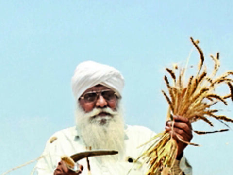 Wheat procurement 12% higher so far