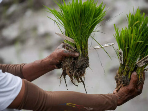 nrri: NRRI submits proposals for identification of 10 new rice varieties