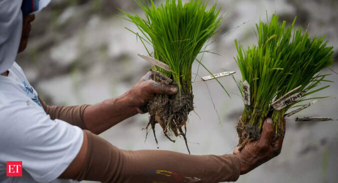 nrri: NRRI submits proposals for identification of 10 new rice varieties