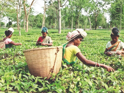 tripura: Tea planters suffering from 'crop loss', 'falling' prices in Tripura