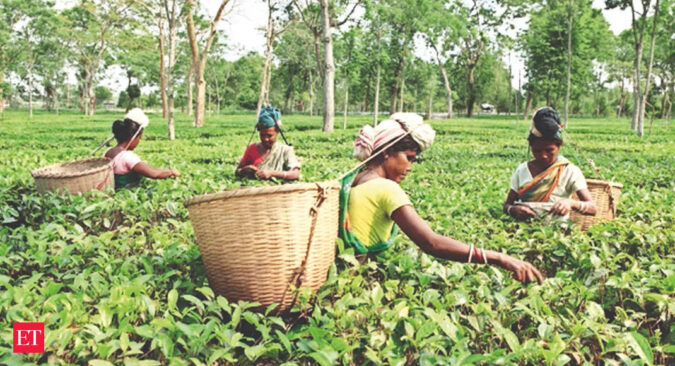 tripura: Tea planters suffering from 'crop loss', 'falling' prices in Tripura