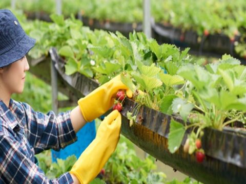 India's horticulture sector holds untapped potential despite challenges