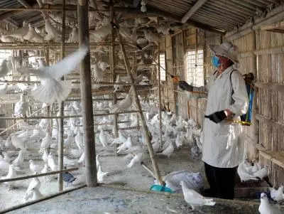 Japan: Bird flu is so bad that Japan’s running out of land to bury chickens