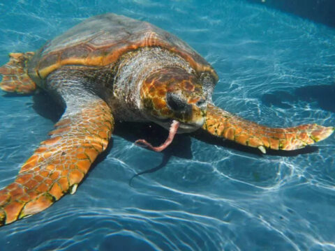 Is Global Warming Helping Loggerhead Tu: Is global warming helping loggerhead turtles colonise the Med?