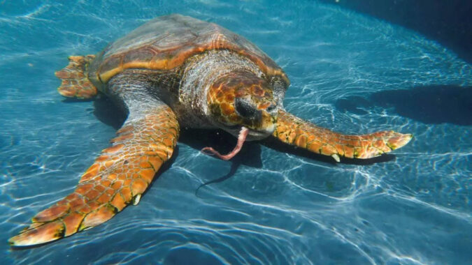 Is Global Warming Helping Loggerhead Tu: Is global warming helping loggerhead turtles colonise the Med?