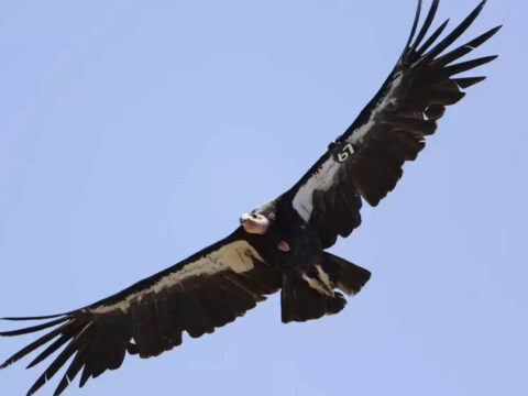 California: Avian flu kills 3 California condors in northern Arizona