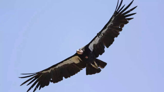 California: Avian flu kills 3 California condors in northern Arizona