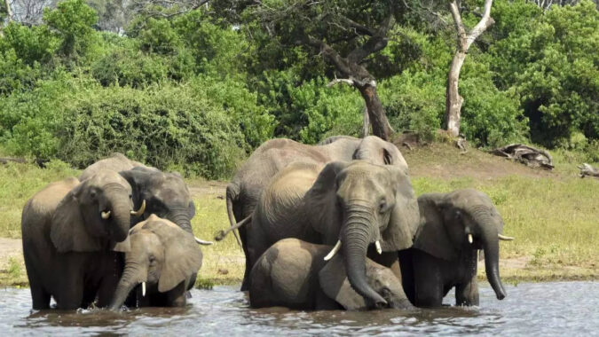 Okavango: In Africa's Okavango, oil drilling disrupts locals, nature