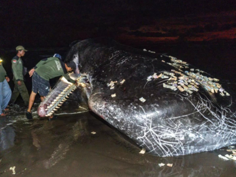 Third massive whale in a month beaches itself, dies in Bali