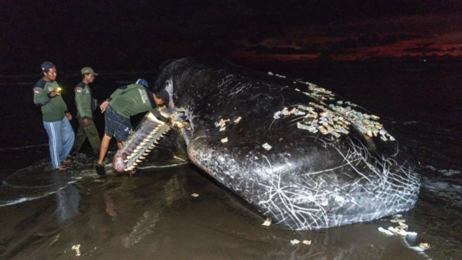 Third massive whale in a month beaches itself, dies in Bali