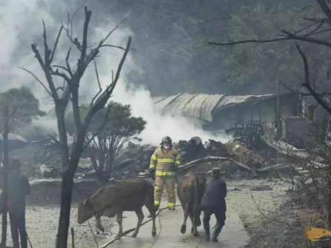 Wildfire In South Korean Seaside City: 1 dead, hundreds flee wildfire in South Korean seaside city