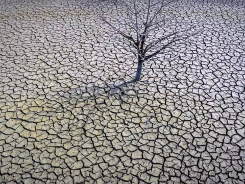 Crop Failure In Spain: Drought will cause crop failures in Spain, farmers warn