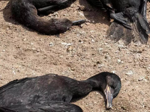 New Mexico Researchers Develop Taxidermy Drones: Dead birds get new life: New Mexico researchers develop taxidermy bird drones