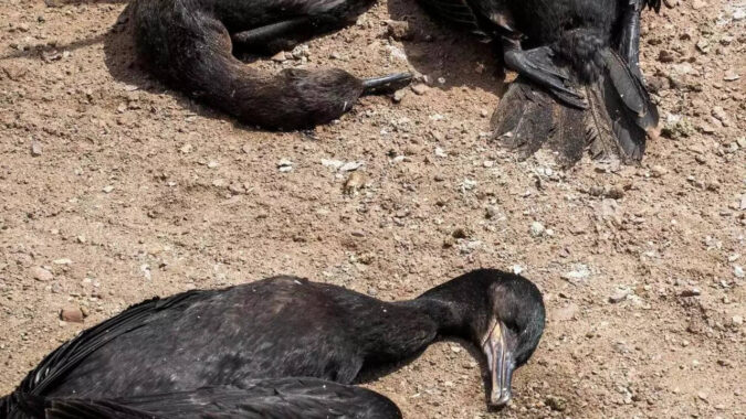 New Mexico Researchers Develop Taxidermy Drones: Dead birds get new life: New Mexico researchers develop taxidermy bird drones