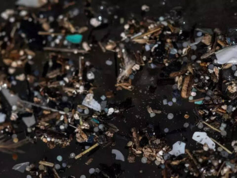 Coastal Shellfish 'Colonise' Ocean Plastic: Coastal shellfish 'colonise' ocean plastic