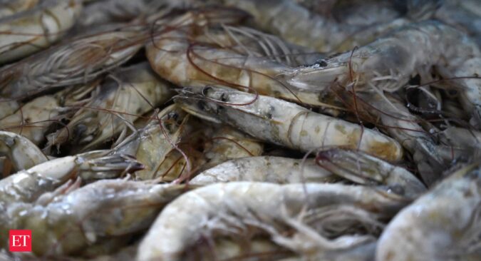 India’s shrimp sector to see 5% growth in 2024: CRISIL