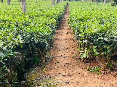 Tea exports from Andrew Yule up four fold