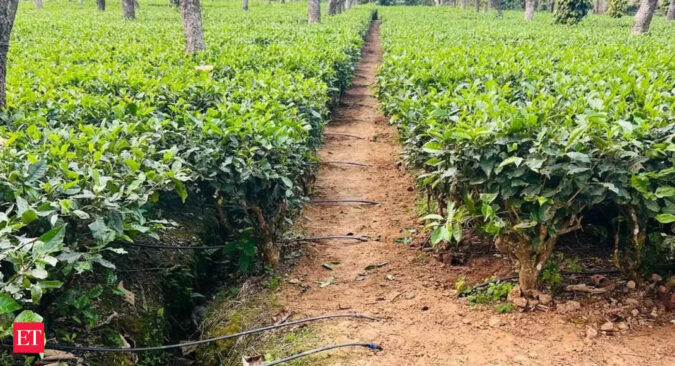 Tea exports from Andrew Yule up four fold