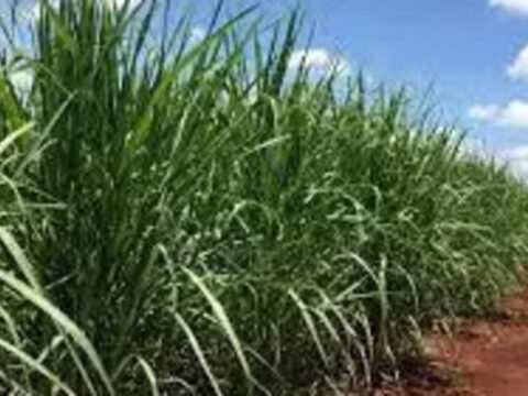 karnataka: Sugarcane growers to lobby against inclusion of sugar mill owners in new Karnataka cabinet