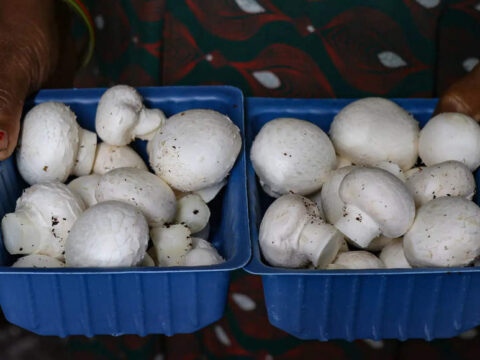 mushroom: Rang De collaborates with Mission Samriddhi to launch Mushroom Fund for underserved TN farmers