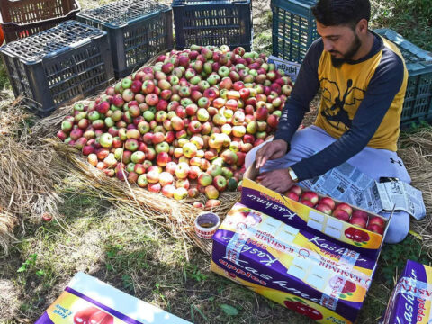 Apple production may halve due to unseasonal rains, snowfall; import restrictions to keep prices up