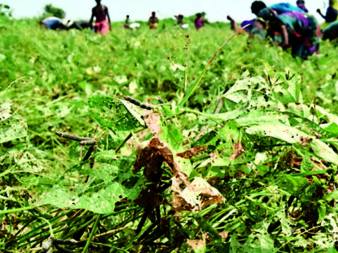 Cabinet clears fertiliser subsidy for Kharif season