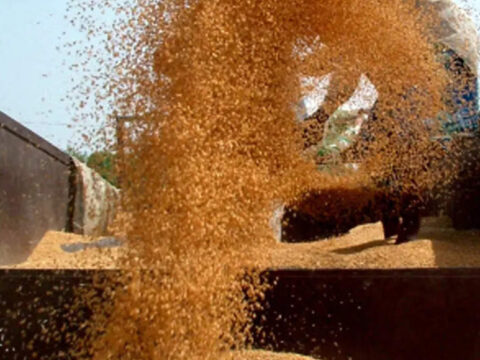 Export ban on wheat to continue in the current year