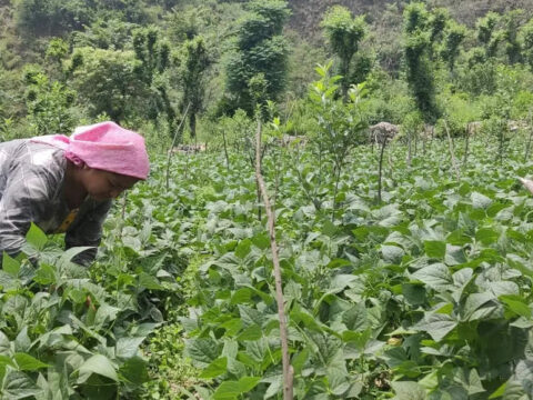 himachal pradesh natural farming: Himachal Pradesh aims to bring additional 30,000 acres of land under natural farming in FY24