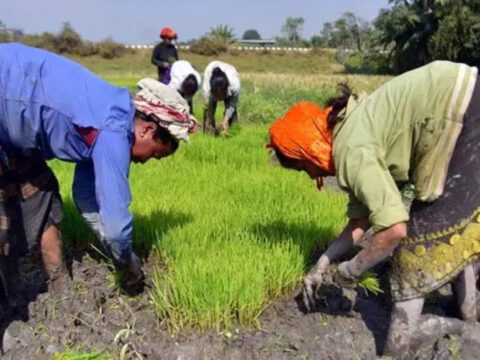 India's summer crops sowing marginally lower at 70.3 lakh hectare