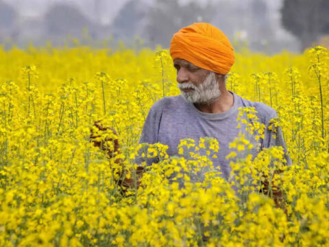 Mustard Seeds: Assam government has decided to procure for the first time mustard seeds