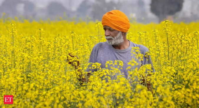 Mustard Seeds: Assam government has decided to procure for the first time mustard seeds