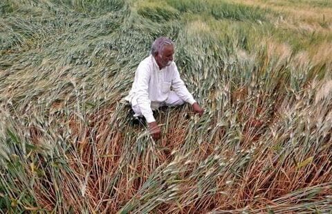 The summer-sown season accounts for nearly half of the country’s annual food supply. (ANI file photo)