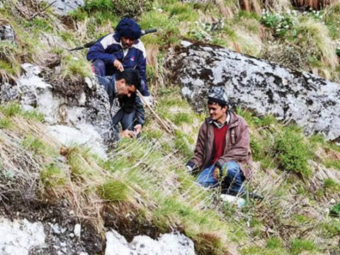 Himalayan Viagra: Three 'Himalayan Viagra' pickers missing after Nepal avalanche