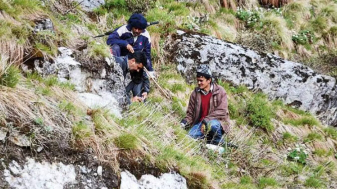 Himalayan Viagra: Three 'Himalayan Viagra' pickers missing after Nepal avalanche