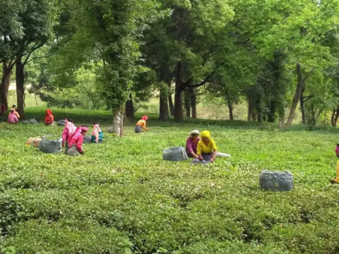 tea estate workers: Total wage for tea estate workers in West Bengal to increase soon: ICRA