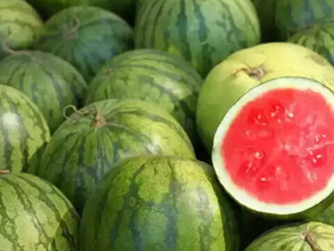 Government details procedure for watermelon seeds imports