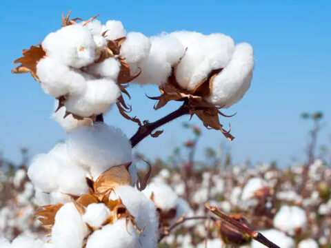 cotton msp: Cotton prices expected to stabilise due to 9% hike in MSP