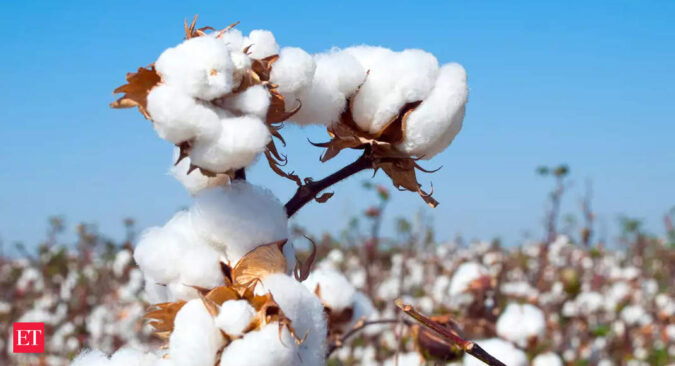 cotton msp: Cotton prices expected to stabilise due to 9% hike in MSP