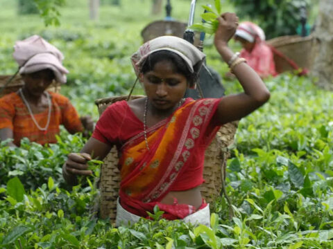 India's tea industry getting drowsy, needs some 'kadak' measures