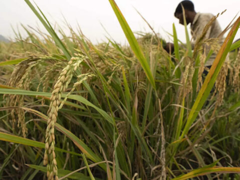 paddy: Paddy sowing picking up in some areas: Agriculture Commissioner