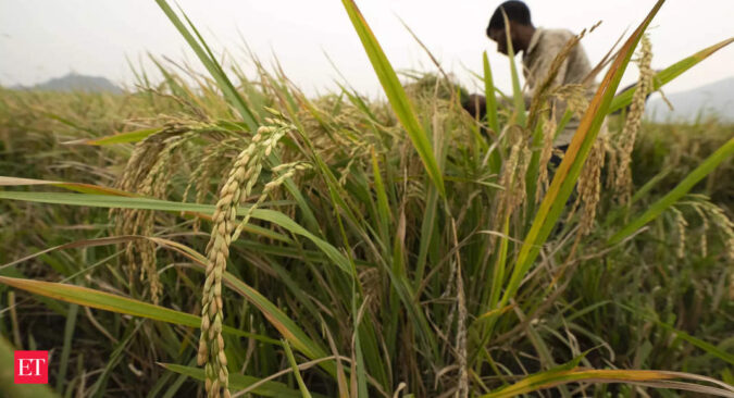 paddy: Paddy sowing picking up in some areas: Agriculture Commissioner