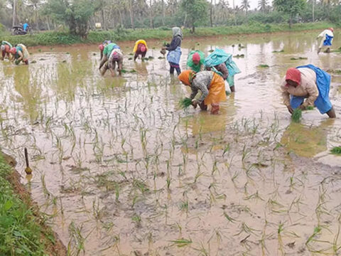 Maharashtra govt advises farmers to hold back kharif sowing