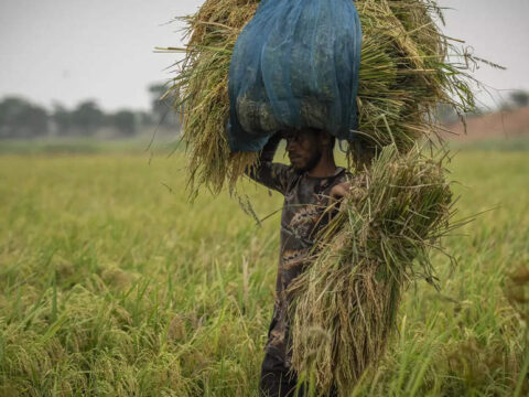 Paddy: Area under paddy down 35 per cent so far this kharif season; pulses, coarse cereals acreage up