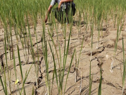 El Nino set to be party-pooper for policymakers in 'most vulnerable' India