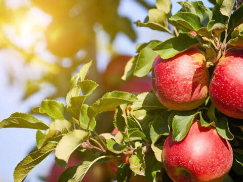 20 pc retaliatory duty removal on American apple imports to have 'zero' impact on Indian farmers: official