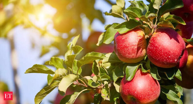 20 pc retaliatory duty removal on American apple imports to have 'zero' impact on Indian farmers: official